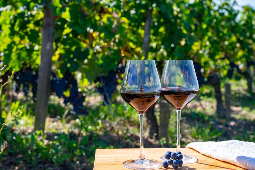 Primitivo: Der apulische Rotwein, der alle begeistert